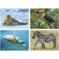 a collage of different animals